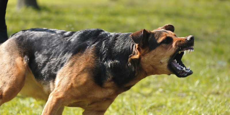 Chiêm bao thấy con cún sủa là điềm báo gì?